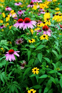 best-plants